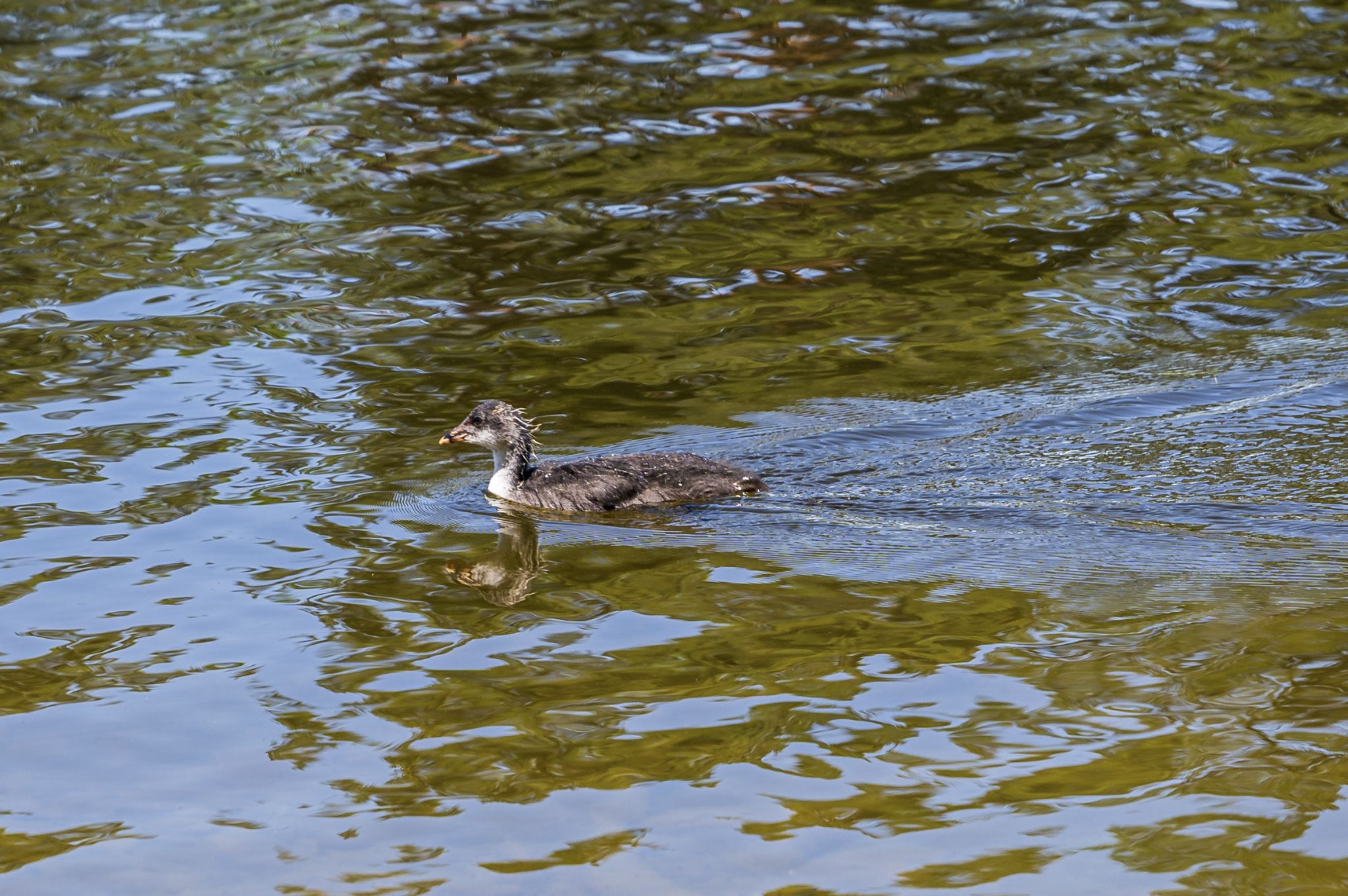 Kajaktour Staffelsee 12.06.22